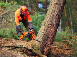 Best Tree Trimming and Pruning  in Wheat Ridge, CO